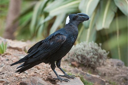 Thick-billed raven (Corvus crassirostris), Simien Mountains National Park, Amhara region, North Ethiopia, Ethiopia, Africa Stock Photo - Rights-Managed, Code: 841-06805370