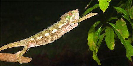 Panther chameleon (Furcifer pardalis), Madagascar, Africa Stock Photo - Rights-Managed, Code: 841-06805413