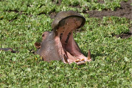 Hippopotamus (Hippopotamus amphibius) yawning in the water, Masai Mara, Kenya, East Africa, Africa Stock Photo - Rights-Managed, Code: 841-06805440