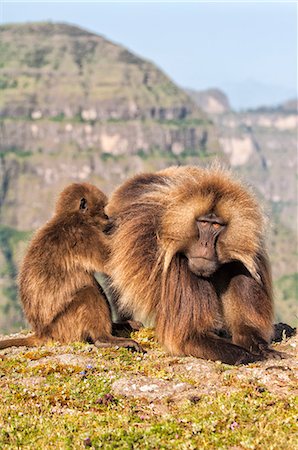 furious - Gelada baboons (Theropithecus Gelada) grooming each other, Simien Mountains National Park, Amhara region, North Ethiopia, Africa Stock Photo - Rights-Managed, Code: 841-06805450