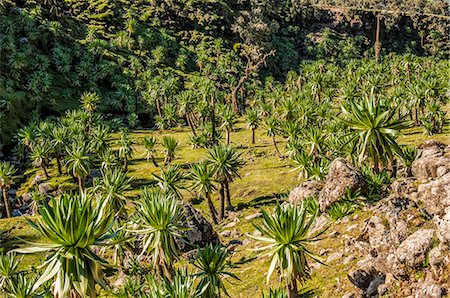 Giant lobelia (Lobelia rhynchopetalum), Simien Mountains National Park, UNESCO World Heritage Site, Amhara region, Ethiopia, Africa Stock Photo - Rights-Managed, Code: 841-06805488