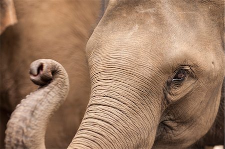 eye colour - Elephants, Golden Triangle, Thailand, Southeast Asia, Asia Stock Photo - Rights-Managed, Code: 841-06805884