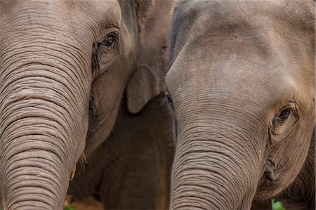 elephas maximus - Elephants, Golden Triangle, Thailand, Southeast Asia, Asia Stock Photo - Rights-Managed, Code: 841-06805894