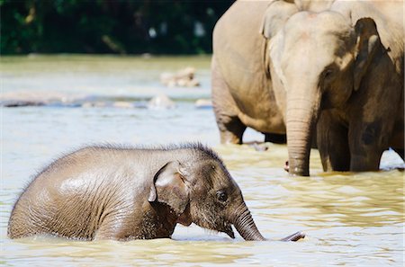 elephas maximus - Pinnewala Elephant Orphanage near Kegalle, Hill Country, Sri Lanka, Asia Stock Photo - Rights-Managed, Code: 841-06805997