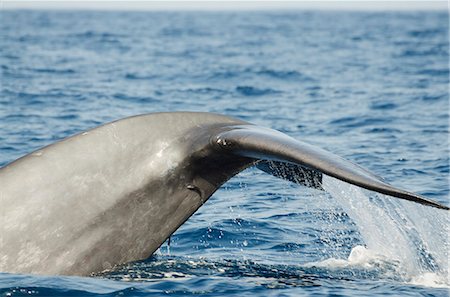 Blue whale, Southern Province, Indian Ocean, Sri Lanka, Asia Stock Photo - Rights-Managed, Code: 841-06806073