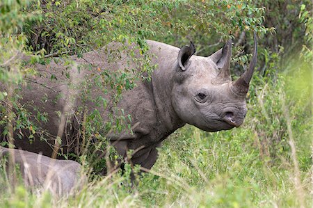 simsearch:841-03506025,k - Black rhino (Diceros bicornis), Masai Mara, Kenya, East Africa, Africa Stock Photo - Rights-Managed, Code: 841-06806090
