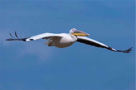 simsearch:841-07082375,k - Great white pelican (Pelecanus onocrotalus) in flight, Lake Nakuru National Park, Kenya, East Africa, Africa Photographie de stock - Rights-Managed, Code: 841-06806118