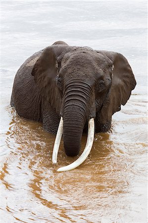 Elephant (Loxodonta africana) in the river, Masai Mara National Reserve, Kenya, East Africa, Africa Photographie de stock - Rights-Managed, Code: 841-06806127