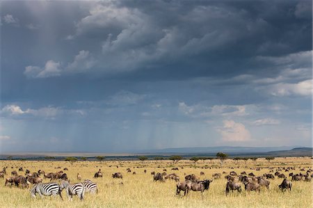 simsearch:841-03673537,k - Common wildebeest (blue wildebeest) (gnu) (Connochaetes taurinus) on migration, Masai Mara National Reserve, Kenya, East Africa, Africa Photographie de stock - Rights-Managed, Code: 841-06806121