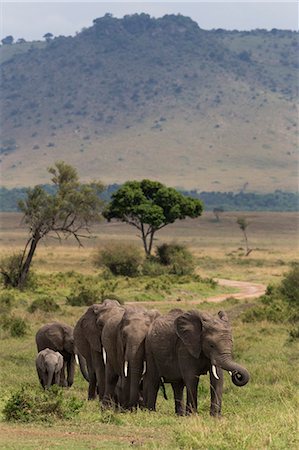 simsearch:841-03673537,k - Elephant (Loxodonta africana) herd walking to the river to drink, Masai Mara National Reserve, Kenya, East Africa, Africa Photographie de stock - Rights-Managed, Code: 841-06806130