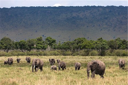 simsearch:841-03673537,k - Elephant (Loxodonta africana) herd walking to the river to drink, Masai Mara National Reserve, Kenya, East Africa, Africa Photographie de stock - Rights-Managed, Code: 841-06806132