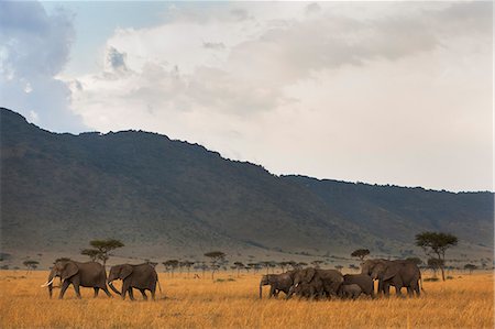 simsearch:841-03673537,k - Elephant herd (Loxodonta africana), Masai Mara National Reserve, Kenya, East Africa, Africa Photographie de stock - Rights-Managed, Code: 841-06806133