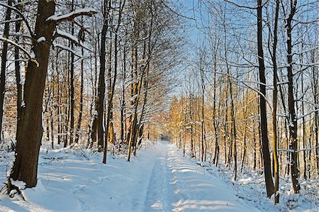 simsearch:841-06031530,k - Rural winter scene, near Villingen-Schwenningen, Schwarzwald-Baar, Baden-Wurttemberg, Germany, Europe Stock Photo - Rights-Managed, Code: 841-06806312