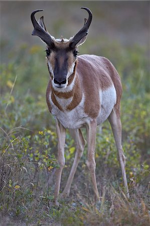 south dakota - Pronghorn (Antilocapra americana) buck, Custer State Park, South Dakota, United States of America, North America Stock Photo - Rights-Managed, Code: 841-06806331