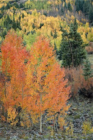 fall aspens - Orange aspens in the fall, San Juan National Forest, Colorado, United States of America, North America Stock Photo - Rights-Managed, Code: 841-06806357