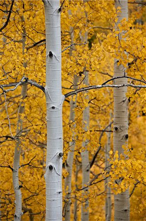 Aspen trunks among yellow leaves, Uncompahgre National Forest, Colorado, United States of America, North America Stock Photo - Rights-Managed, Code: 841-06806372