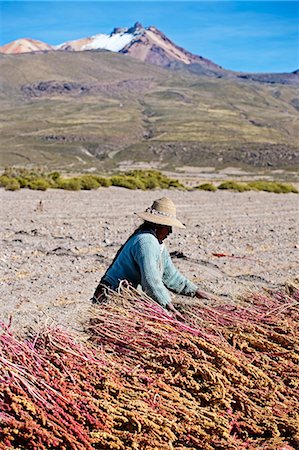 simsearch:841-07204251,k - Farming quinoa, a super food, on the Bolivian Altiplano, Bolivia, South America Stock Photo - Rights-Managed, Code: 841-06807382