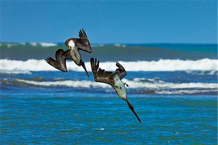 robertharding - Pair of Brown Pelicans (Pelecanus occidentalis) dive for fish at the Nosara River mouth, Nosara, Guanacaste Province, Costa Rica, Central America Stock Photo - Rights-Managed, Code: 841-06807467