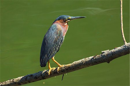 simsearch:400-04587823,k - Green Heron (Butorides virescens) by the Nosara River at the Biological Reserve, Nosara, Guanacaste Province, Costa Rica, Central America Stock Photo - Rights-Managed, Code: 841-06807472