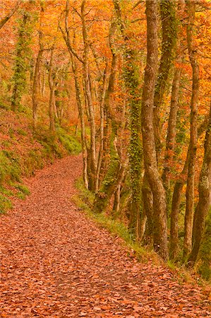fall season - Hannicombe Wood near to Fingle Bridge, Dartmoor National Park, Devon, England, United Kingdom, Europe Stock Photo - Rights-Managed, Code: 841-06807784