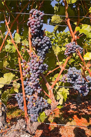 Cabernet Franc grapes growing in a Montsoreau vineyard, Maine-et-Loire, France, Europe Stock Photo - Rights-Managed, Code: 841-06807857