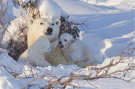 Polar bear (Ursus maritimus) and cubs, Wapusk National Park, Churchill, Hudson Bay, Manitoba, Canada, North America Stock Photo - Rights-Managed, Code: 841-06808009