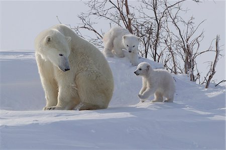 Polar bear (Ursus maritimus) and cubs, Wapusk National Park, Churchill, Hudson Bay, Manitoba, Canada, North America Stock Photo - Rights-Managed, Code: 841-06808015