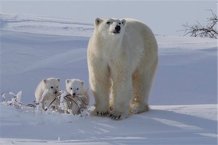 Polar bear (Ursus maritimus) and cubs, Wapusk National Park, Churchill, Hudson Bay, Manitoba, Canada, North America Stock Photo - Rights-Managed, Code: 841-06808018