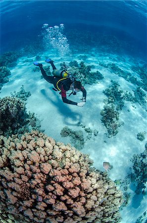 diver - High angle view of a scuba diver diving in shallow water close to coral reef, Ras Mohammed National Park, Red Sea, Egypt, North Africa, Africa Stock Photo - Rights-Managed, Code: 841-06808034