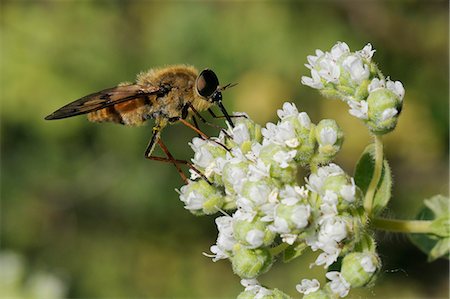 flowers greece - Horse fly (Pangonius pyritosus) foraging for nectar on Cretan oregano (Origanum onites) flowers, Lesbos (Lesvos), Greece, Europe Stock Photo - Rights-Managed, Code: 841-06808087