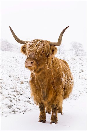 simsearch:649-07560533,k - Highland cow in winter snow, Yorkshire Dales, Yorkshire, England, United Kingdom, Europe Stock Photo - Rights-Managed, Code: 841-07084164