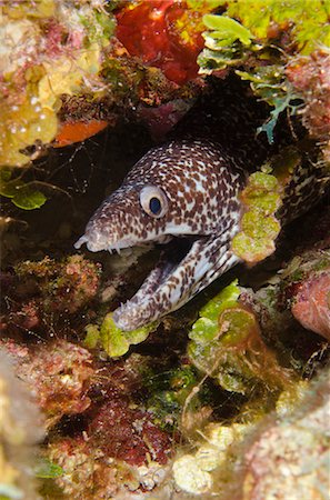 simsearch:841-06804482,k - Spotted moray eel in reef, Turks and Caicos Islands, West Indies, Caribbean, Central America Stock Photo - Rights-Managed, Code: 841-07084348