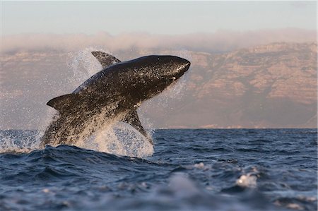 shark - Great white shark (Carcharodon carcharias), Seal Island, False Bay, Simonstown, Western Cape, South Africa, Africa Stock Photo - Rights-Managed, Code: 841-07084387