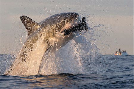 Great white shark (Carcharodon carcharias), Seal Island, False Bay, Simonstown, Western Cape, South Africa, Africa Stock Photo - Rights-Managed, Code: 841-07084383