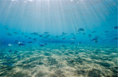 shoal (group of marine animals) - Shoal of fish in shallow sandy bay, Naama Bay, Sharm el-Sheikh, Red Sea, Egypt, North Africa, Africa Stock Photo - Rights-Managed, Code: 841-07084399