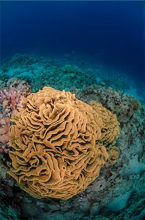 simsearch:841-06617132,k - Coral reef scene, Ras Mohammed National Park, Sharm el-Sheikh, Red Sea, Egypt, North Africa, Africa Stock Photo - Rights-Managed, Code: 841-07084404