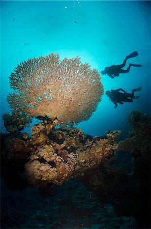 simsearch:841-06617132,k - Silhouette of two scuba divers above Table coral, Ras Mohammed National Park, Sharm el-Sheikh, Red Sea, Egypt, North Africa, Africa Stock Photo - Rights-Managed, Code: 841-07084405