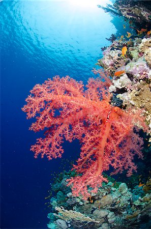 simsearch:841-06617132,k - Pink soft coral, Ras Mohammed National Park, Sharm el-Sheikh, Red Sea, Egypt, North Africa, Africa Stock Photo - Rights-Managed, Code: 841-07084412