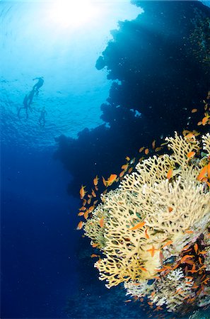 simsearch:841-06617132,k - Coral reef scene, Ras Mohammed National Park, Sharm el-Sheikh, Red Sea, Egypt, North Africa, Africa Stock Photo - Rights-Managed, Code: 841-07084413