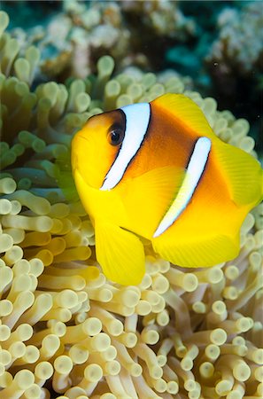 egypt - Red sea anemone fish (Amphiprion bicinctus) and magnificent anemone, (Heteractis magnifica), Ras Mohammed National Park, off Sharm el-Sheikh, Sinai, Red Sea, Egypt, North Africa, Africa Stock Photo - Rights-Managed, Code: 841-07084434