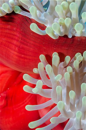 simsearch:841-06617132,k - Close-up of mantle of magnificent anemone (Heteractis magnifica), Ras Mohammed National Park, off Sharm el-Sheikh, Sinai, Red Sea, Egypt, North Africa, Africa Stock Photo - Rights-Managed, Code: 841-07084437