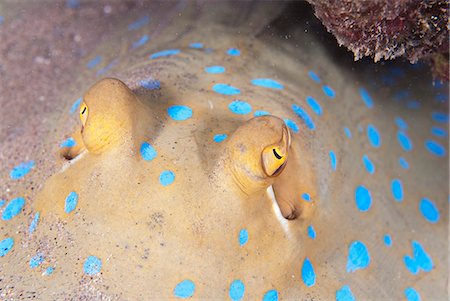 simsearch:841-06617132,k - Close-up of eyes of a bluespotted stingray (Taeniura lymma), Naama Bay, off Sharm el-Sheikh, Sinai, Red Sea, Egypt, North Africa, Africa Stock Photo - Rights-Managed, Code: 841-07084433