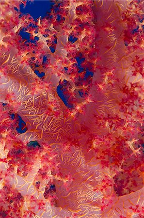 simsearch:841-06617132,k - Macro shot of stem and branches of pink soft broccoli coral (Dendronephthya hemprichi), Ras Mohammed National Park, off Sharm el-Sheikh, Sinai, Red Sea, Egypt, North Africa, Africa Stock Photo - Rights-Managed, Code: 841-07084445