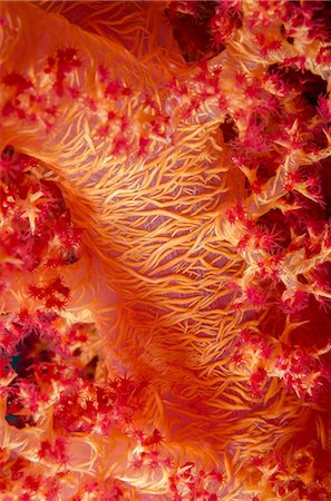 simsearch:841-06617132,k - Macro shot of stem and branches of orange soft broccoli coral (Dendronephthya hemprichi), Ras Mohammed National Park, off Sharm el-Sheikh, Sinai, Red Sea, Egypt, North Africa, Africa Stock Photo - Rights-Managed, Code: 841-07084446
