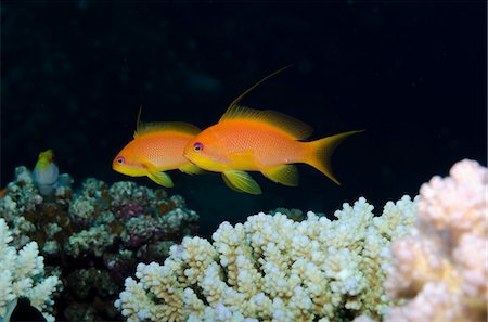 simsearch:841-06617132,k - Lyretail anthias (Pseudanthias squamipinnis) side view of two females, Ras Mohammed National Park, off Sharm el-Sheikh, Sinai, Red Sea, Egypt, North Africa, Africa Stock Photo - Rights-Managed, Code: 841-07084449