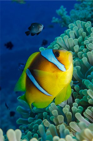 egypt - Red sea anemone fish (Amphiprion bicinctus) and magnificent anemone (Heteractis magnifica), Ras Mohammed National Park, off Sharm el-Sheikh, Sinai, Red Sea, Egypt, North Africa, Africa Stock Photo - Rights-Managed, Code: 841-07084441