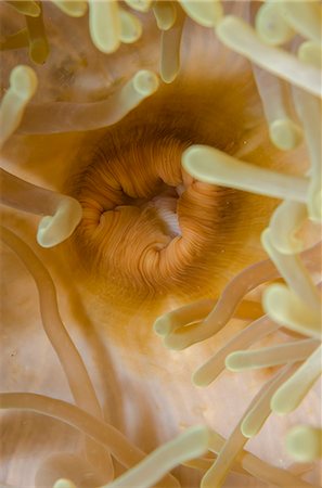 simsearch:841-06617132,k - Close-up of mouth of magnificent anemone (Heteractis magnifica), Ras Mohammed National Park, off Sharm el-Sheikh, Sinai, Red Sea, Egypt, North Africa, Africa Stock Photo - Rights-Managed, Code: 841-07084442