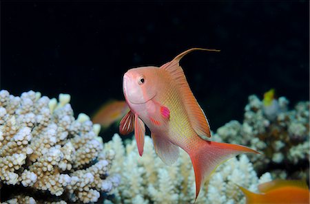 simsearch:841-06617132,k - Lyretail anthias (Pseudanthias squamipinnis) close-up of male, Ras Mohammed National Park, off Sharm el-Sheikh, Sinai, Red Sea, Egypt, North Africa, Africa Stock Photo - Rights-Managed, Code: 841-07084450