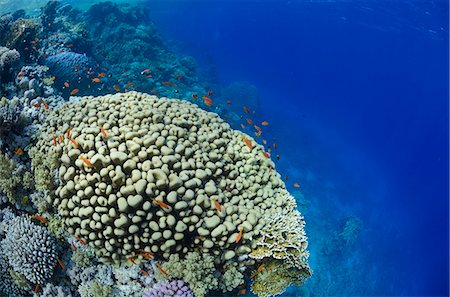simsearch:841-06617132,k - Tropical coral reef scene, Ras Mohammed National Park, off Sharm el-Sheikh, Sinai, Red Sea, Egypt, North Africa, Africa Stock Photo - Rights-Managed, Code: 841-07084465
