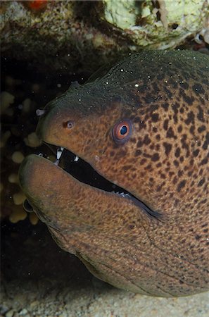 simsearch:841-06617132,k - Giant moray (Gymnothorax javanicus), close-up of head, Ras Mohammed National Park, off Sharm el-Sheikh, Sinai, Egypt, Red Sea, Egypt, North Africa, Africa Stock Photo - Rights-Managed, Code: 841-07084460